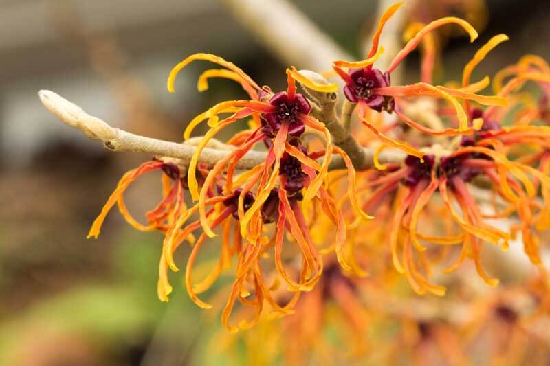 The orange-red Hamamelis x intermedia 'Jelena'