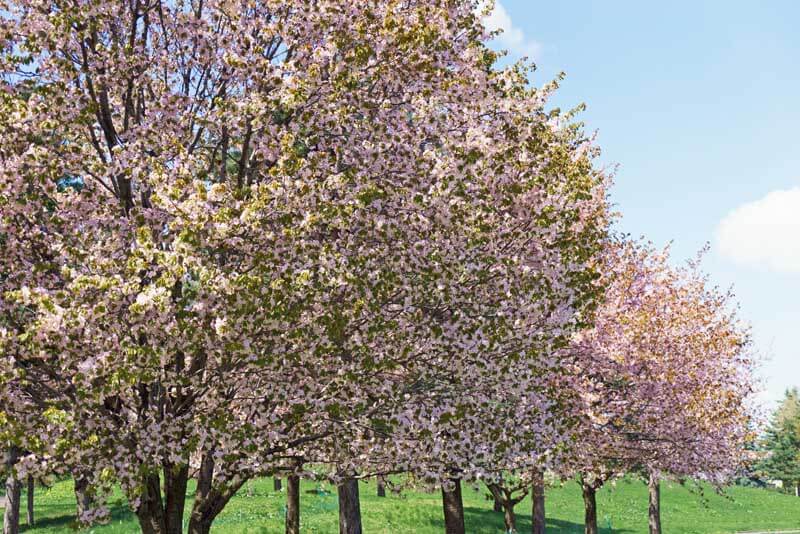 Sargent's cherry trees