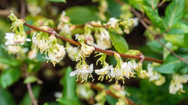 Winter honeysuckle blooms