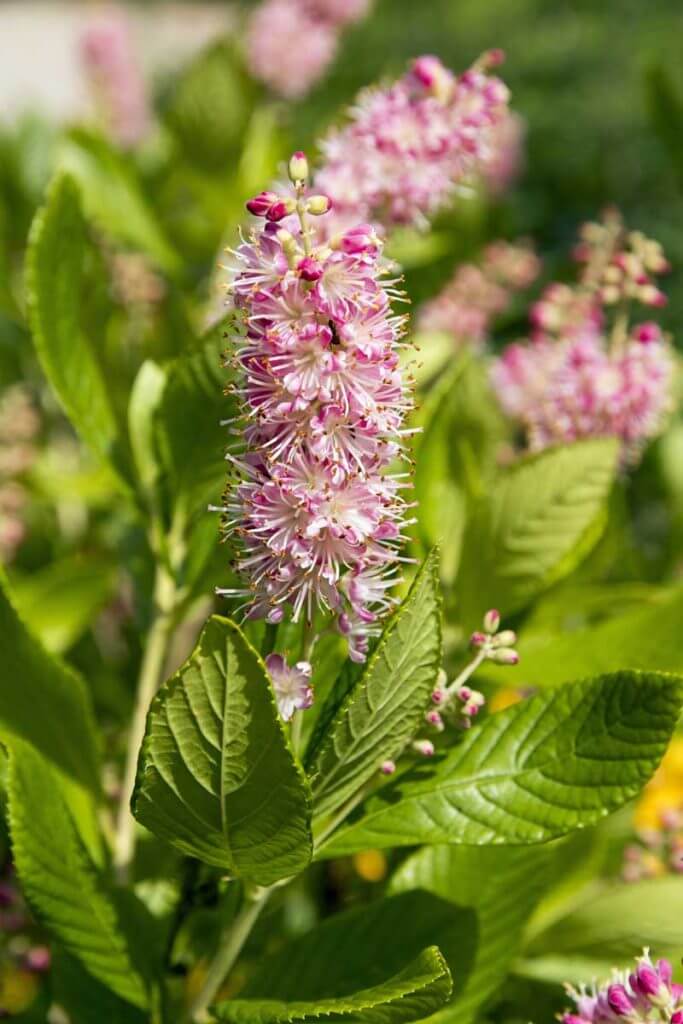 The pink-flowered Clethra alnifolia 'Ruby Spice' flowers