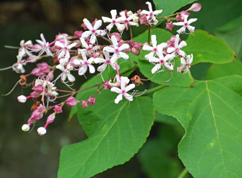 Glory-bower flowers