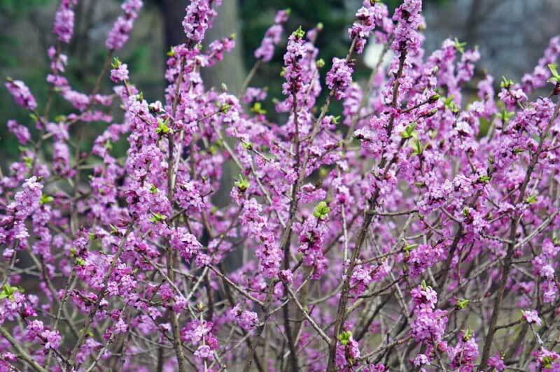 February Daphne blooms