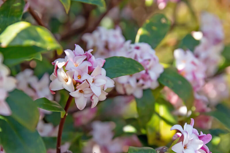 Caucasian Daphne