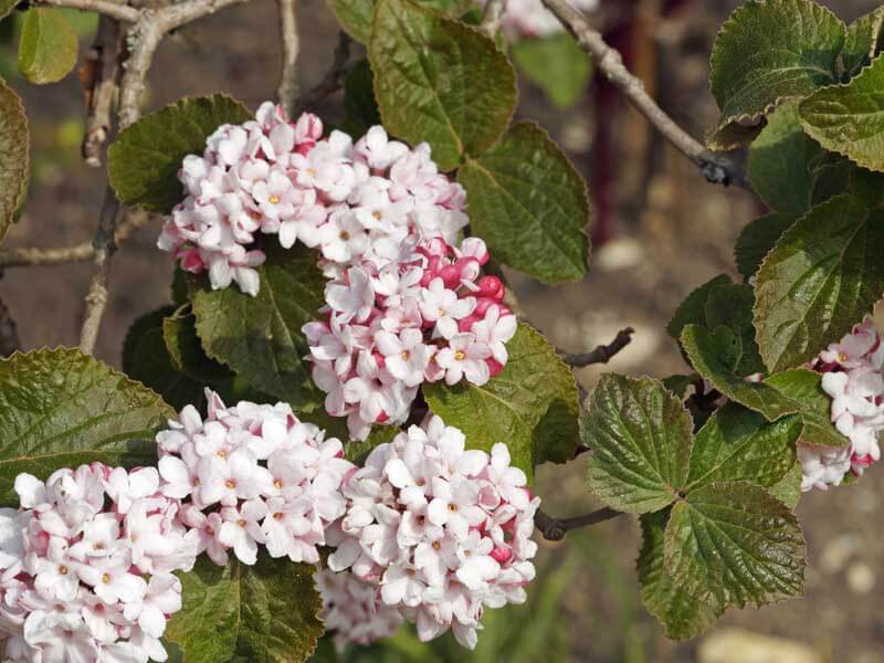 The classic Korean spice viburnum