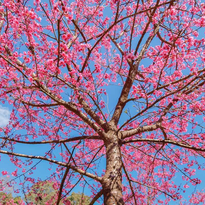 Prunus serrulata cherry tree