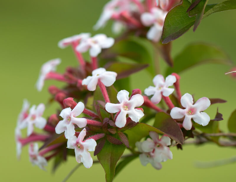 Korean abelia