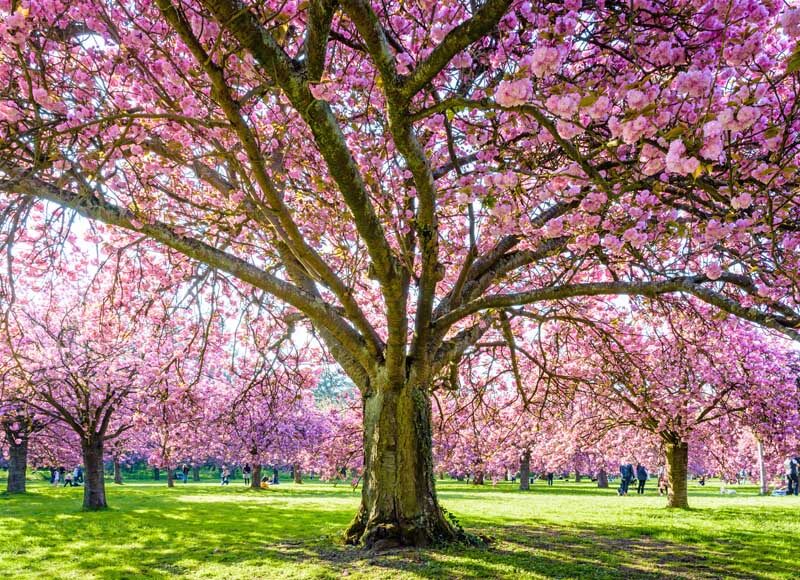 'Kwanzan' cherry trees