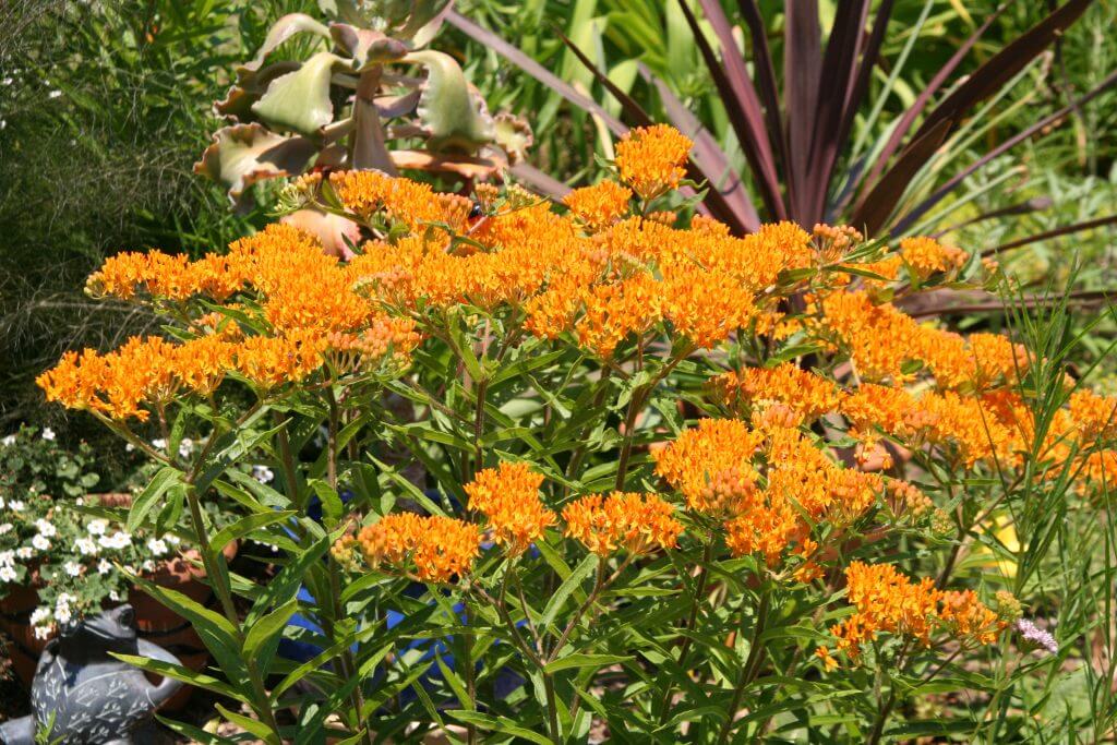 Orange milkweed