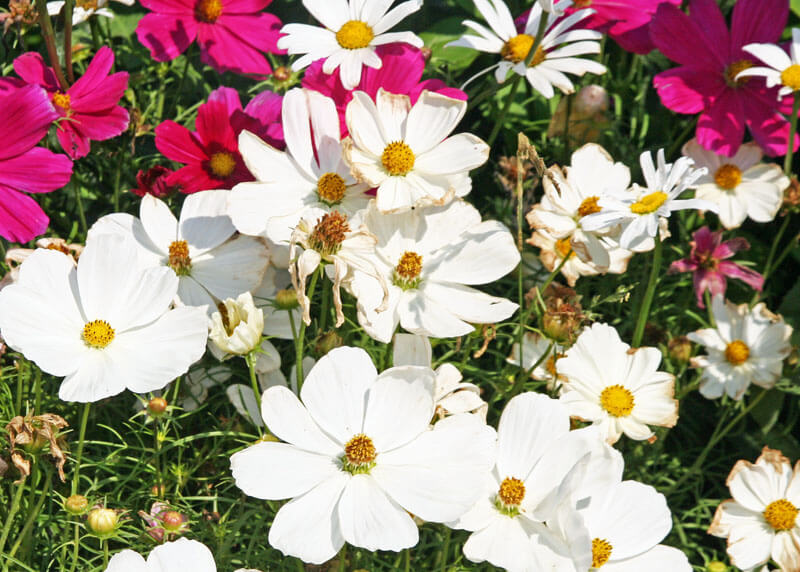 Common cosmos