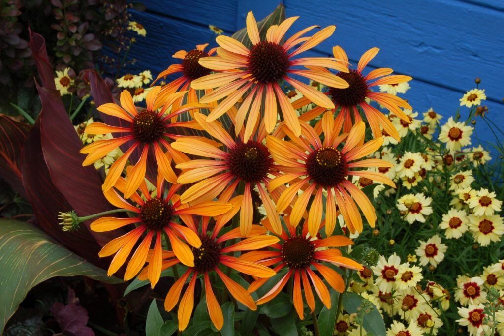 Echinacea 'Flame Thrower'