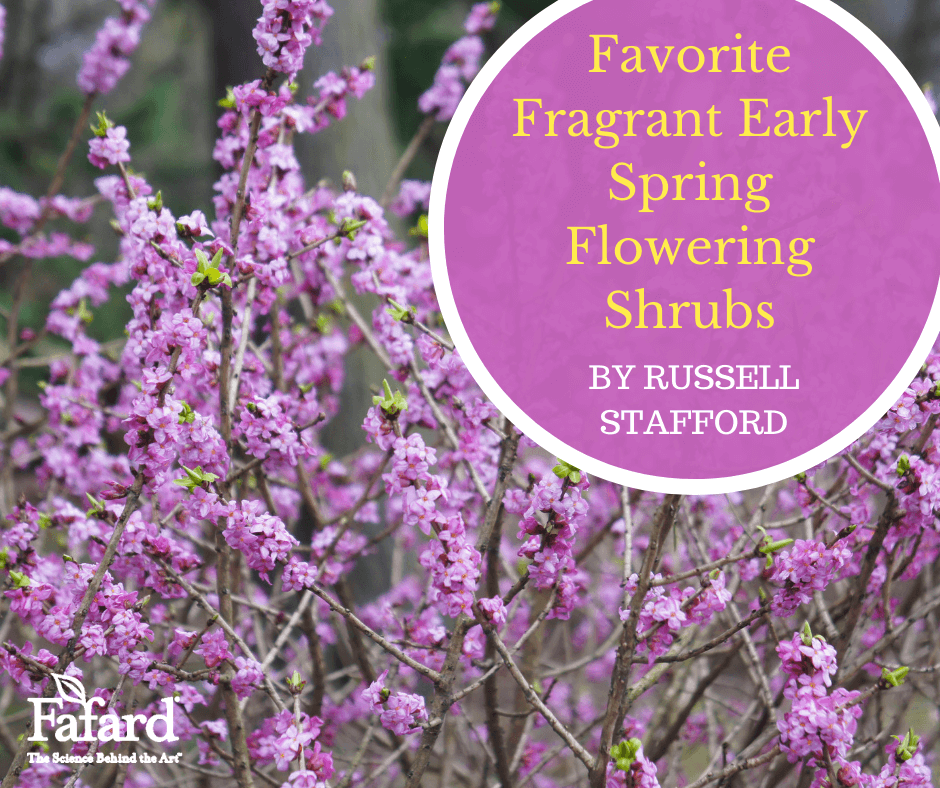 Favorite Fragrant Early Spring Flowering Shrubs Featured Image