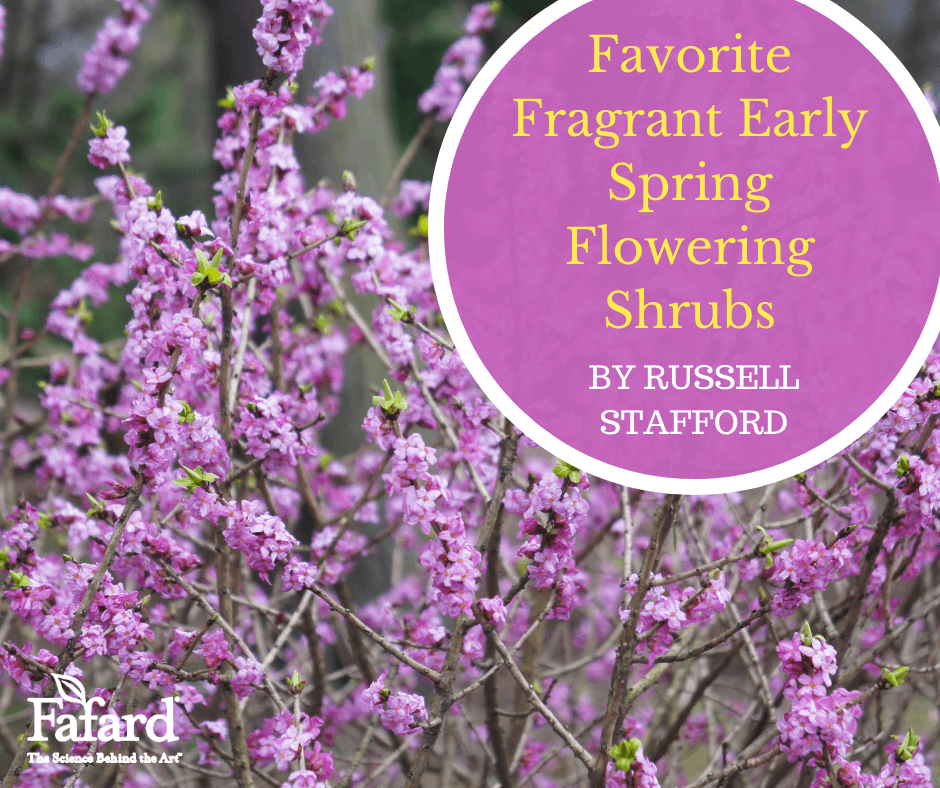 Spring shrubs: our top 10 for early flowers