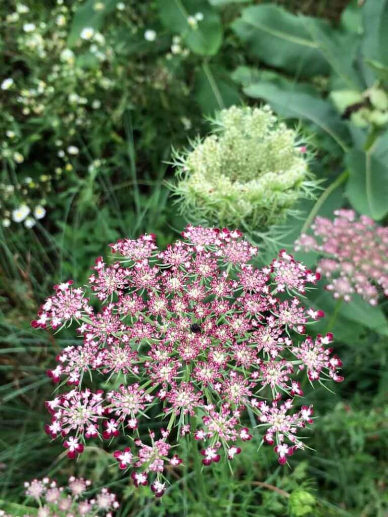 Dara Queen Anne's lace