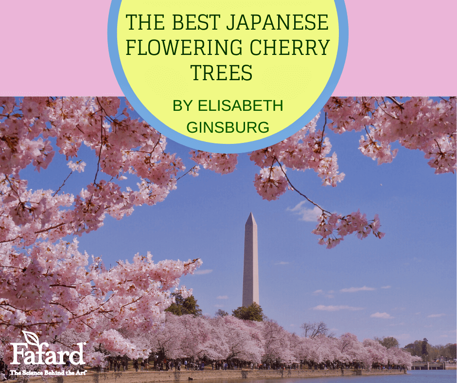 Best Japanese Flowering Cherry Trees Featured Image