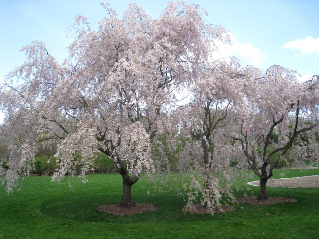 Weeping cherry trees