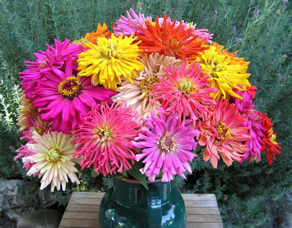 Zinnia Heirloom Raggedy Anne Mix in vase