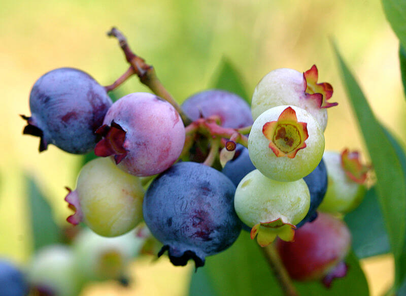 Ripening blueberries