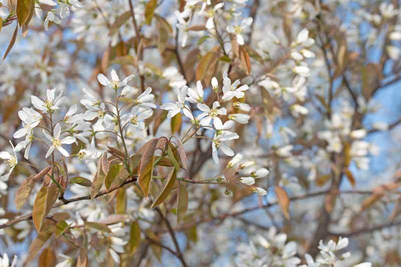 White spring flowers