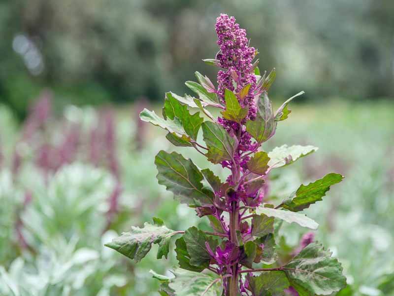 Quinoa