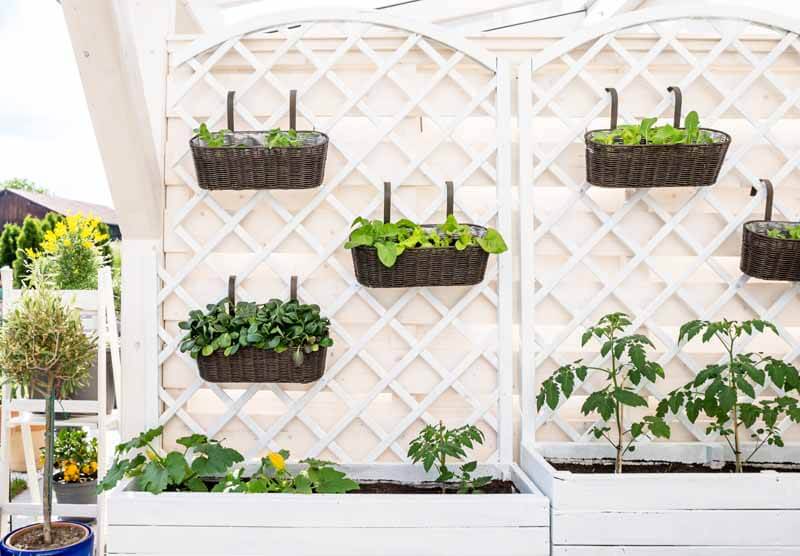 Deck baskets hanging from a trellis