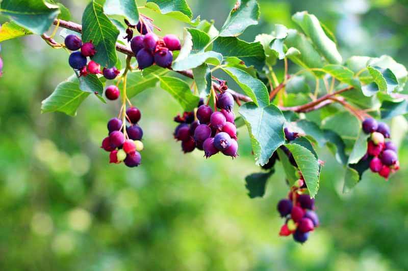 Summer Serviceberries