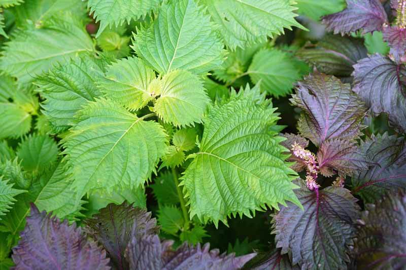 Shiso