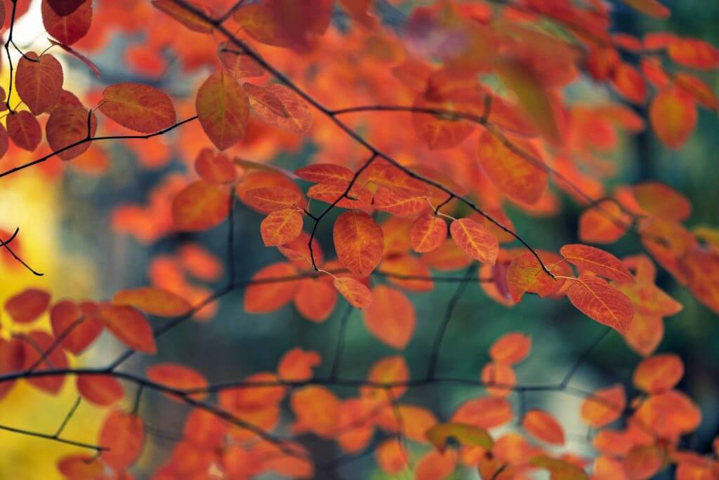 Fall leaves of serviceberry