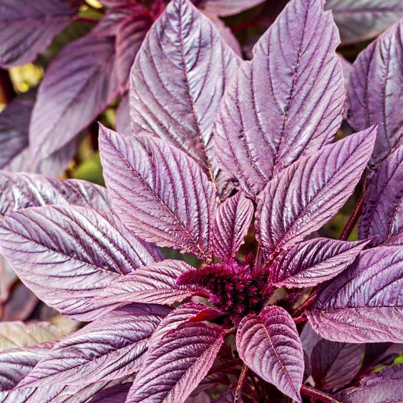 Young red amaranth (Amaranthus cruentus) inflorescence closeup in summer day