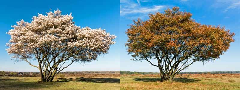 Serviceberry in different seasons