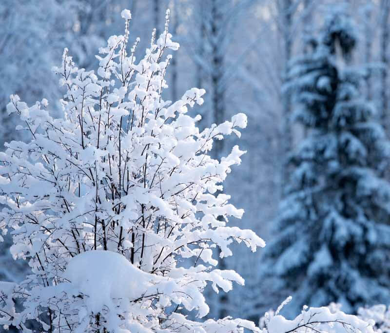 A shadbush (Amelanchier laevis) covered with snow