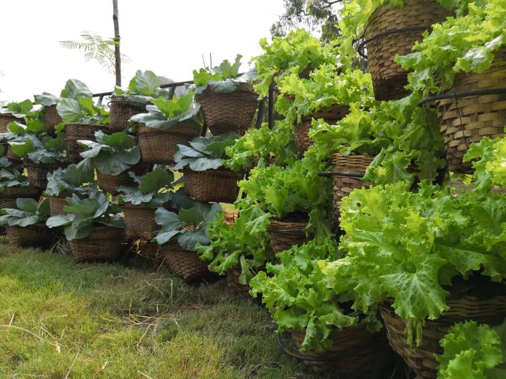 Large wicker baskets with lettuce and cabbages