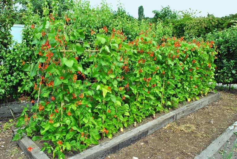 Scarlet runner beans