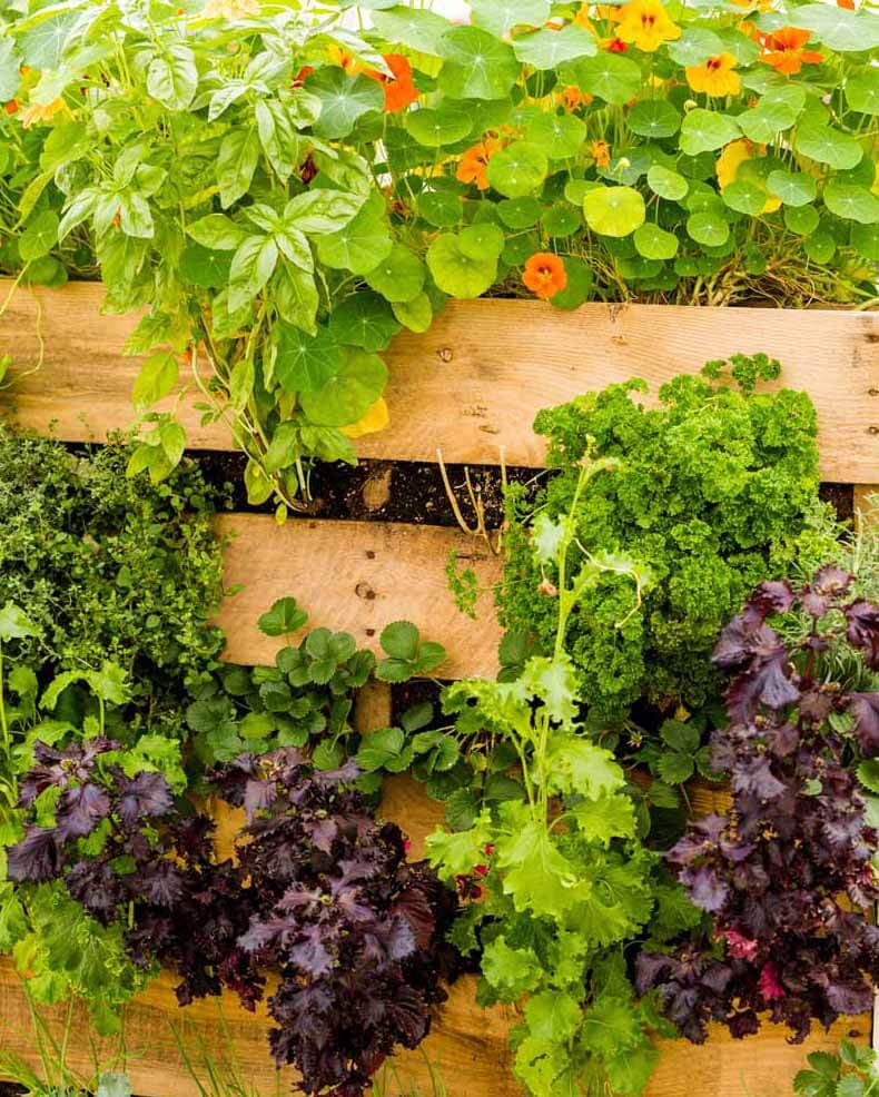 Vertical wooden crate garden