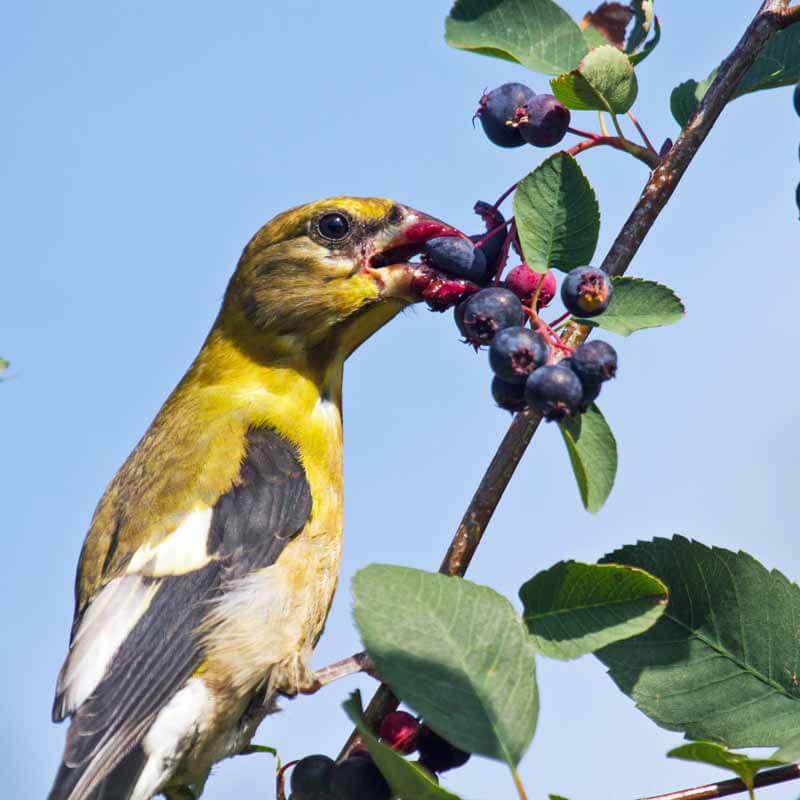 Evening grosbeak eating serviceberries