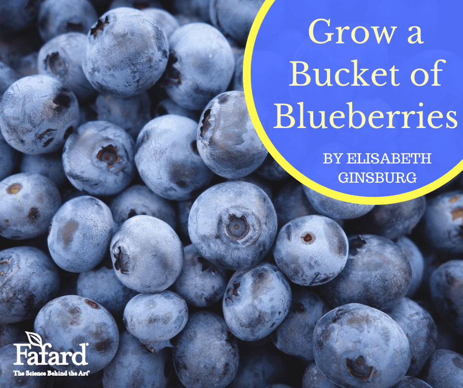 Grow a Bucket of Blueberries Featured Image
