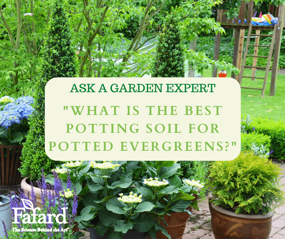 Fafard What Is The Best Potting Soil For Potted Evergreens Fafard