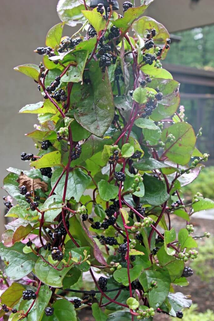 Malabar spinach on a trellis