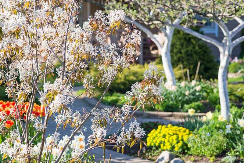 Serviceberry in spring