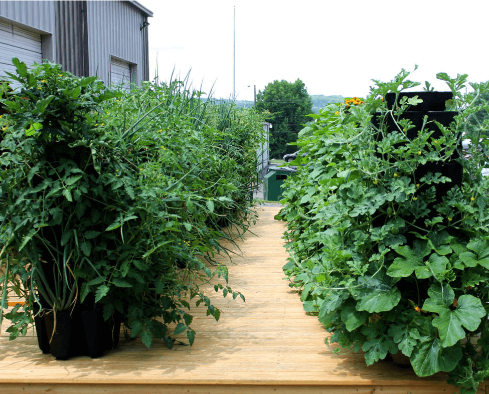 Greenstalk plants