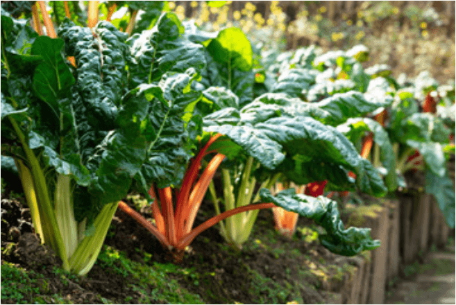 Swiss chard