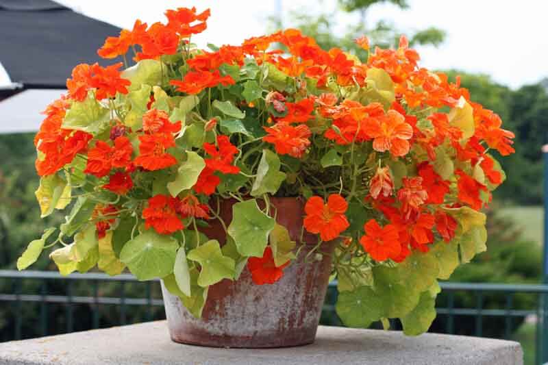 Stressed nasturtium in this pot (Image by Jessie Keith)