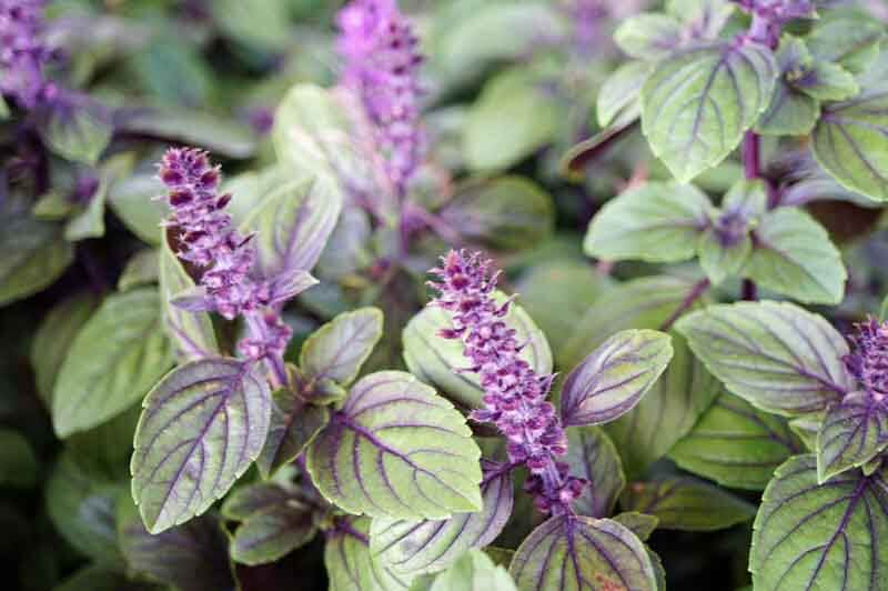 This African Blue basil in bud