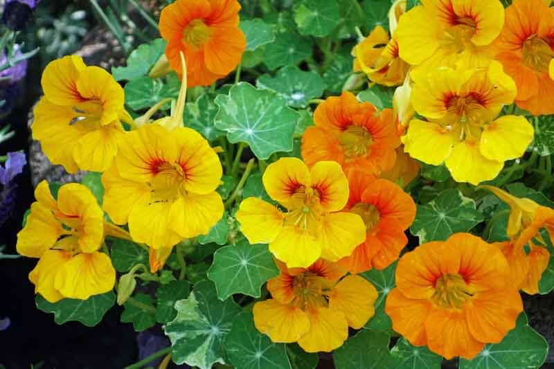 Nasturtiums in the Alaska series