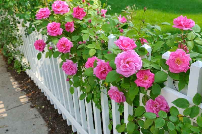 Pink roses climbing on white fence embody old-fashioned garden beauty