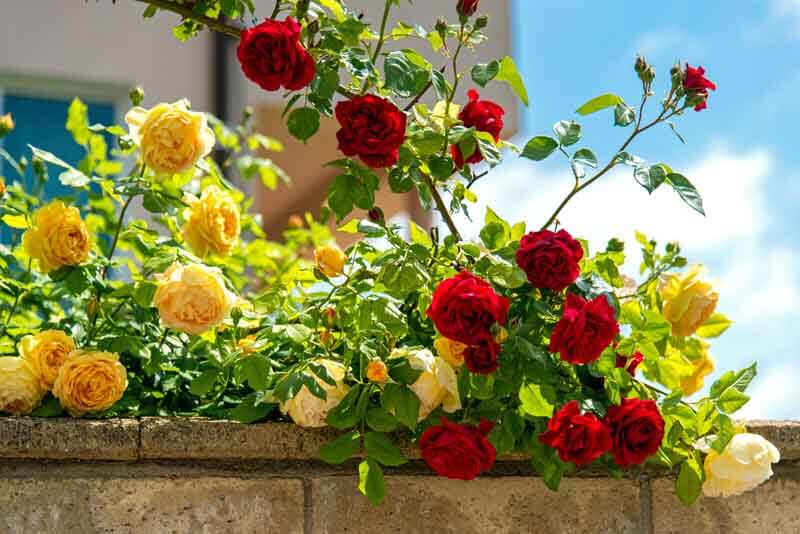 Yellow and red climbing roses