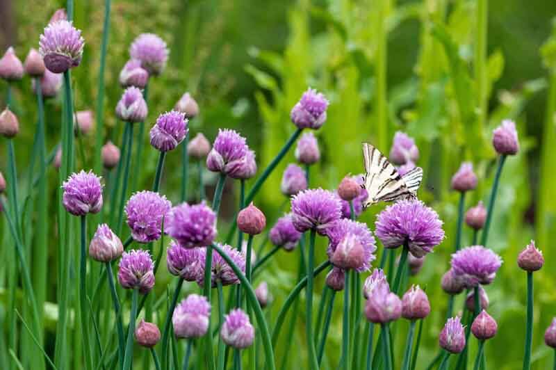 Butterfly on chive blossoms