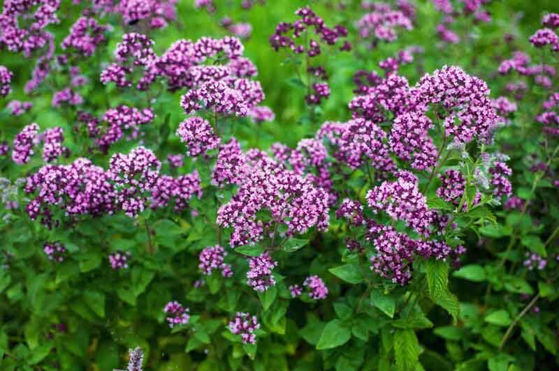 Herrenhauses oregano flowers