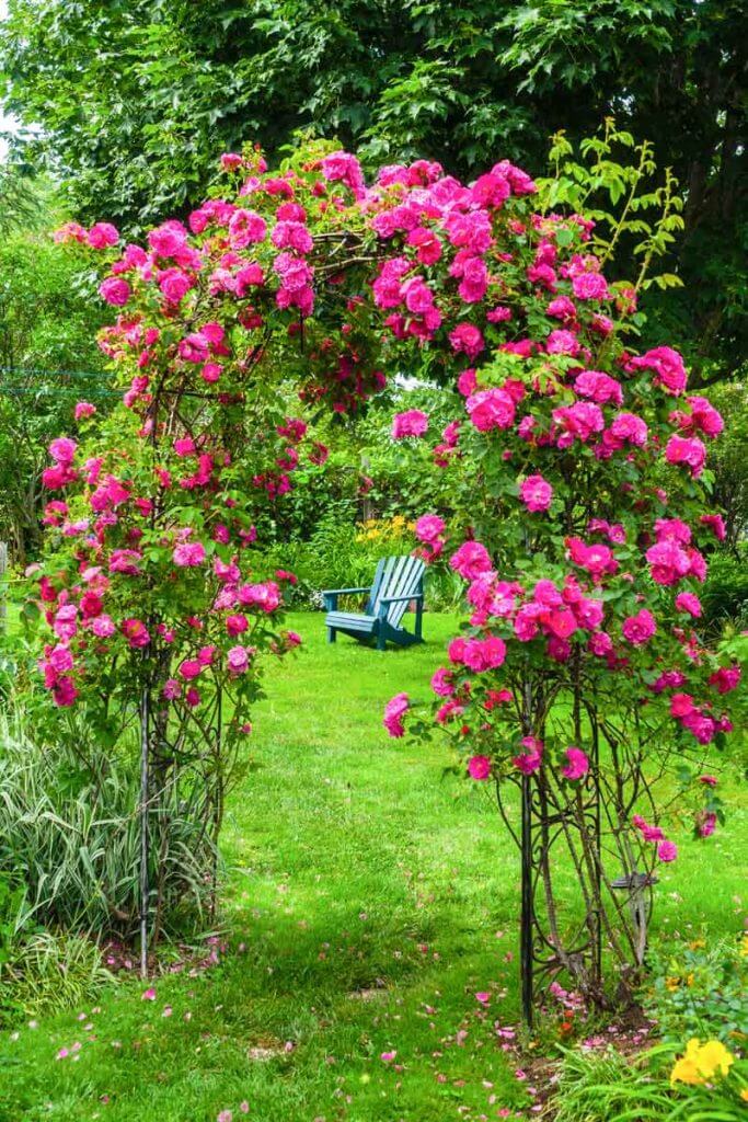 A John Cabot rose climbing an arbor in a backyard garden.