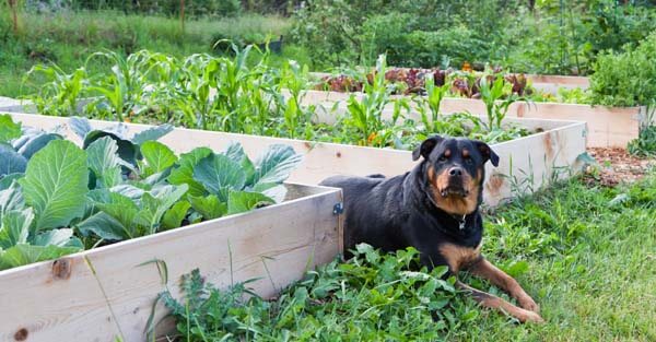 Dog in between garden borders
