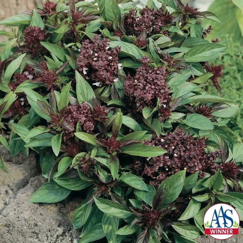 'Slam Queen' Thai basil